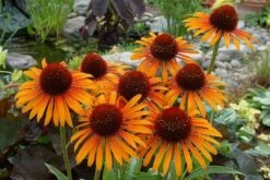 Echinacea 'Flame Thrower' (PBR) -plant store pl2000024662 card6 lg