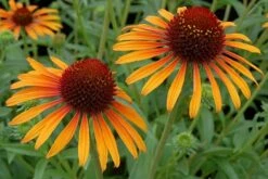 Echinacea 'Flame Thrower' (PBR) -plant store pl2000024662 card7 lg