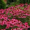 Echinacea 'Amazing Dream' (PBR) 1 Echinacea 'Amazing Dream' (PBR) -plant store pl2000024665