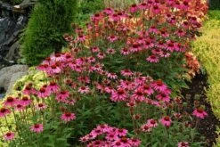 Echinacea 'Amazing Dream' (PBR) 12 Echinacea 'Amazing Dream' (PBR) -plant store pl2000024665 card3 lg