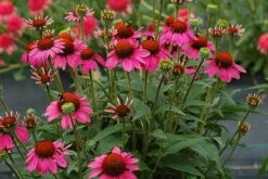 Echinacea 'Amazing Dream' (PBR) 13 Echinacea 'Amazing Dream' (PBR) -plant store pl2000024665 card4 lg