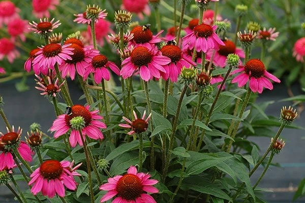 Echinacea 'Amazing Dream' (PBR) 6 Echinacea 'Amazing Dream' (PBR) - Image 4