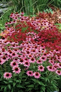 Echinacea 'Amazing Dream' (PBR) 14 Echinacea 'Amazing Dream' (PBR) -plant store pl2000024665 card5 lg