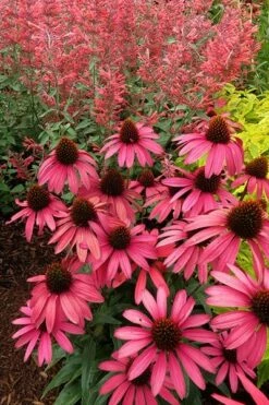 Echinacea 'Amazing Dream' (PBR) 15 Echinacea 'Amazing Dream' (PBR) -plant store pl2000024665 card6 lg