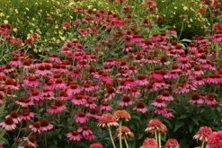 Echinacea 'Amazing Dream' (PBR) 16 Echinacea 'Amazing Dream' (PBR) -plant store pl2000024665 card7 lg