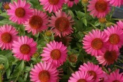 Echinacea 'Amazing Dream' (PBR) 17 Echinacea 'Amazing Dream' (PBR) -plant store pl2000024665 card8 lg