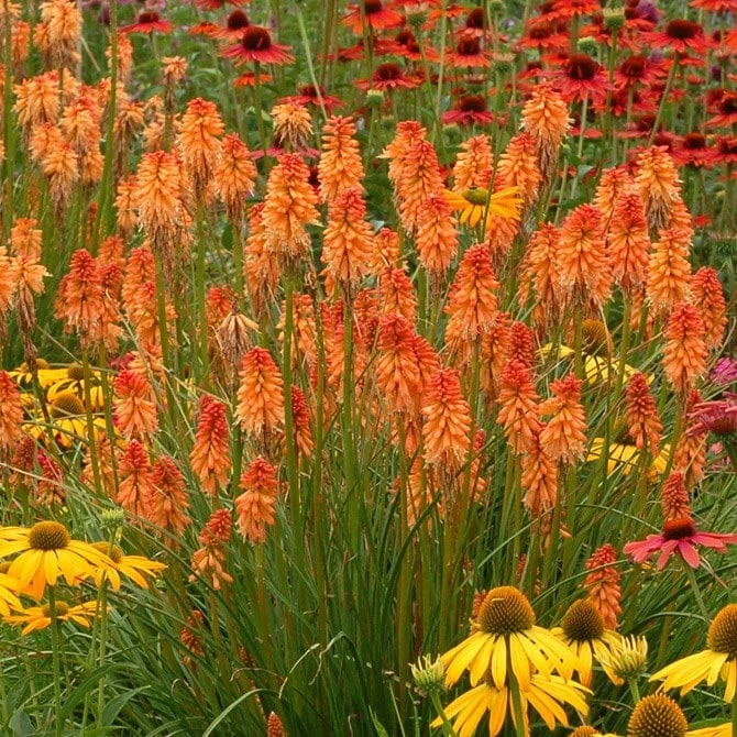 Kniphofia Ember Glow ('Tneg') (PBR) (Glow Series) 3 Kniphofia Ember Glow ('Tneg') (PBR) (Glow Series)