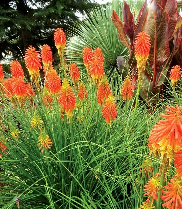 Kniphofia Ember Glow ('Tneg') (PBR) (Glow Series) 4 Kniphofia Ember Glow ('Tneg') (PBR) (Glow Series) - Image 2