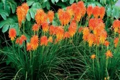 Kniphofia Ember Glow ('Tneg') (PBR) (Glow Series) 8 Kniphofia Ember Glow ('Tneg') (PBR) (Glow Series) -plant store pl2000024668 card4 lg