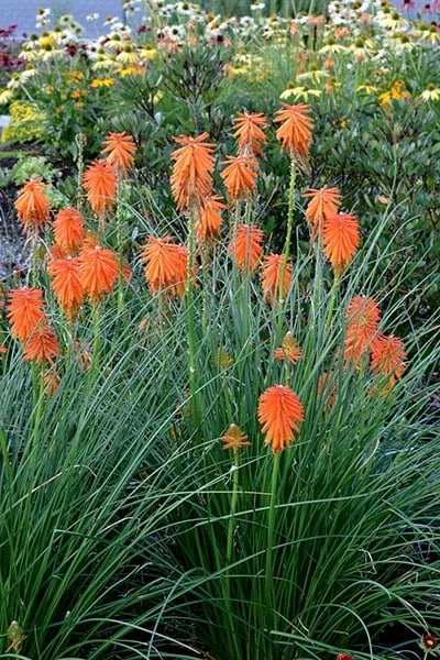 Kniphofia Ember Glow ('Tneg') (PBR) (Glow Series) 6 Kniphofia Ember Glow ('Tneg') (PBR) (Glow Series) - Image 4