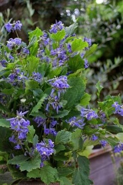 Clematis 'New Love' (PBR) 21 Clematis 'New Love' (PBR) -plant store pl2000024680 card10 lg