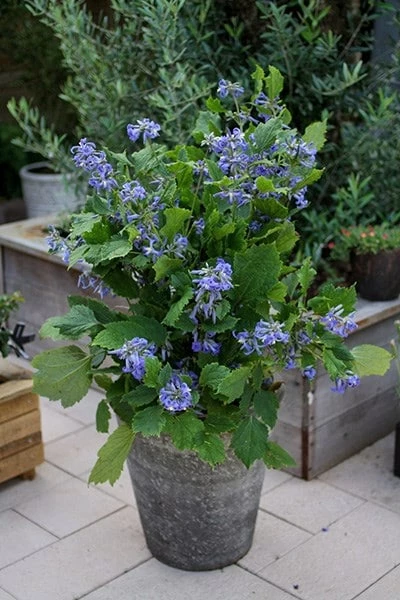 Clematis 'New Love' (PBR) 4 Clematis 'New Love' (PBR) - Image 2