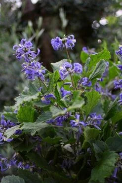 Clematis 'New Love' (PBR) 14 Clematis 'New Love' (PBR) -plant store pl2000024680 card3 lg