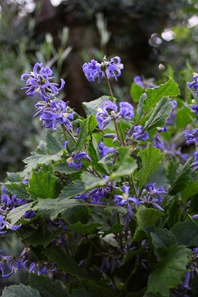 Clematis 'New Love' (PBR) 5 Clematis 'New Love' (PBR) - Image 3