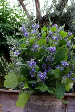 Clematis 'New Love' (PBR) 15 Clematis 'New Love' (PBR) -plant store pl2000024680 card4 lg