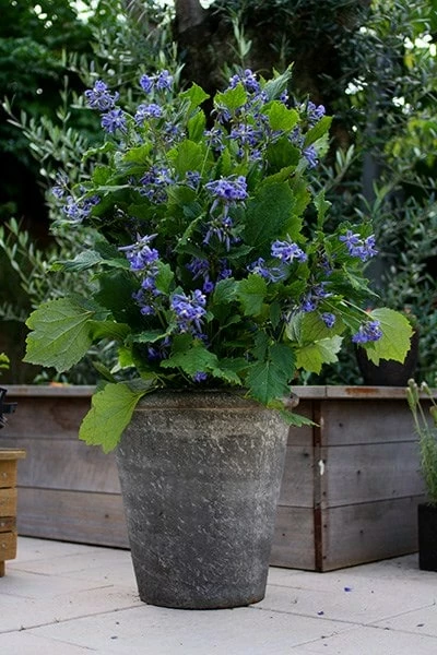 Clematis 'New Love' (PBR) 7 Clematis 'New Love' (PBR) - Image 5