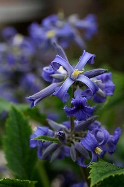 Clematis 'New Love' (PBR) 8 Clematis 'New Love' (PBR) - Image 6