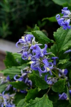 Clematis 'New Love' (PBR) 18 Clematis 'New Love' (PBR) -plant store pl2000024680 card7 lg