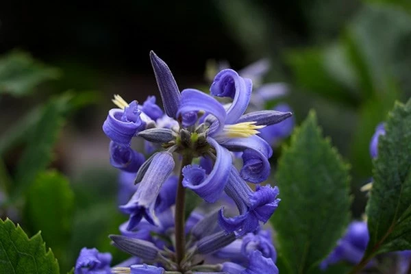 Clematis 'New Love' (PBR) 10 Clematis 'New Love' (PBR) - Image 8