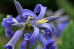 Clematis 'New Love' (PBR) 20 Clematis 'New Love' (PBR) -plant store pl2000024680 card9 lg