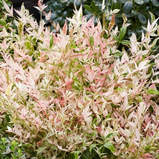 Nandina Domestica 'Twilight' (PBR) 1 Nandina Domestica 'Twilight' (PBR) -plant store pl2000024683