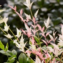 Nandina Domestica 'Twilight' (PBR) -plant store pl2000024683 card2 lg