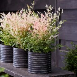 Nandina Domestica 'Twilight' (PBR) -plant store pl2000024683 card3 lg