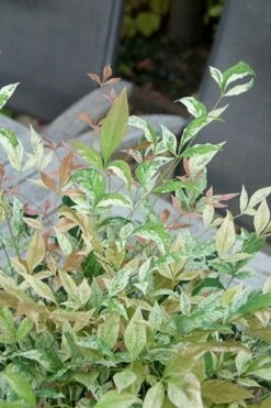 Nandina Domestica 'Twilight' (PBR) -plant store pl2000024683 card4 lg