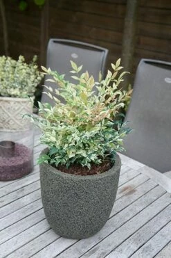 Nandina Domestica 'Twilight' (PBR) -plant store pl2000024683 card5 lg