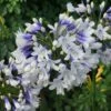 Agapanthus Twister ('Ambic001') (PBR) -plant store pl2000024684