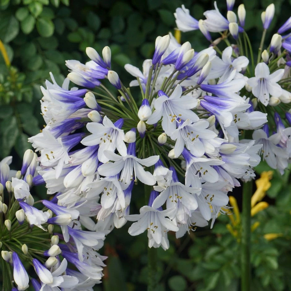 Agapanthus Twister ('Ambic001') (PBR) 3 Agapanthus Twister ('Ambic001') (PBR)