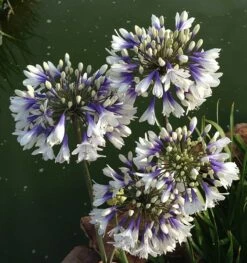 Agapanthus Twister ('Ambic001') (PBR) 23 Agapanthus Twister ('Ambic001') (PBR) -plant store pl2000024684 card11 lg