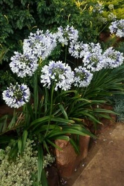 Agapanthus Twister ('Ambic001') (PBR) 14 Agapanthus Twister ('Ambic001') (PBR) -plant store pl2000024684 card2 lg