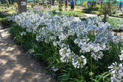 Agapanthus Twister ('Ambic001') (PBR) 15 Agapanthus Twister ('Ambic001') (PBR) -plant store pl2000024684 card3 lg