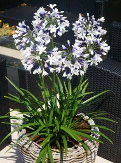Agapanthus Twister ('Ambic001') (PBR) 16 Agapanthus Twister ('Ambic001') (PBR) -plant store pl2000024684 card4 lg