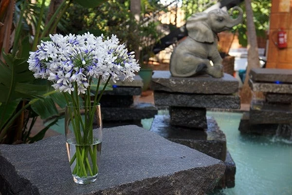 Agapanthus Twister ('Ambic001') (PBR) 7 Agapanthus Twister ('Ambic001') (PBR) - Image 5