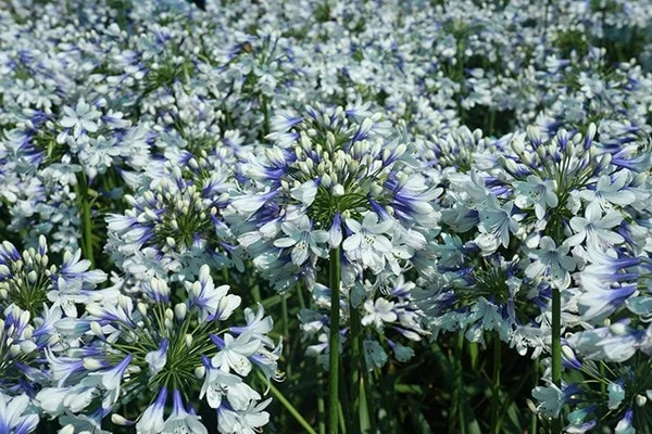 Agapanthus Twister ('Ambic001') (PBR) 9 Agapanthus Twister ('Ambic001') (PBR) - Image 7