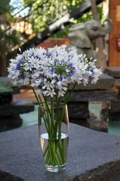 Agapanthus Twister ('Ambic001') (PBR) 20 Agapanthus Twister ('Ambic001') (PBR) -plant store pl2000024684 card8 lg