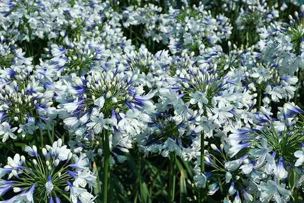 Agapanthus Twister ('Ambic001') (PBR) 11 Agapanthus Twister ('Ambic001') (PBR) - Image 9