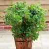 Raspberry Ruby Beauty ('NR7') (PBR) 1 Raspberry Ruby Beauty ('NR7') (PBR) -plant store pl2000024735