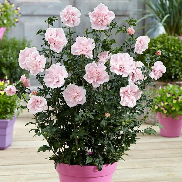 Hibiscus Syriacus Pink Chiffon ('Jwnwood4') (PBR) (Chiffon Series) 4 Hibiscus Syriacus Pink Chiffon ('Jwnwood4') (PBR) (Chiffon Series) - Image 2