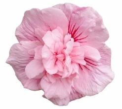 Hibiscus Syriacus Pink Chiffon ('Jwnwood4') (PBR) (Chiffon Series) 11 Hibiscus Syriacus Pink Chiffon ('Jwnwood4') (PBR) (Chiffon Series) -plant store pl2000024736 card5 lg