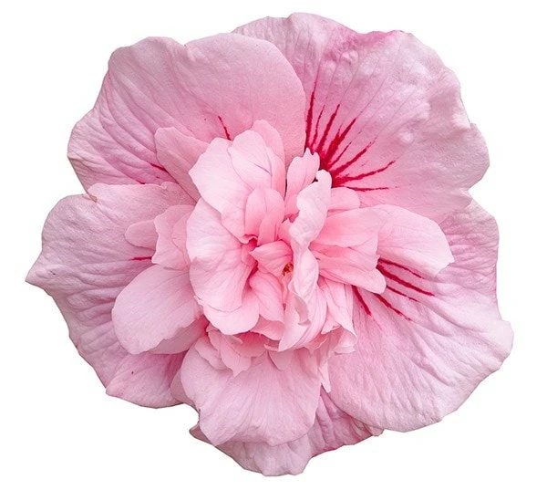 Hibiscus Syriacus Pink Chiffon ('Jwnwood4') (PBR) (Chiffon Series) 6 Hibiscus Syriacus Pink Chiffon ('Jwnwood4') (PBR) (Chiffon Series) - Image 4