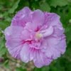 Hibiscus Syriacus Lavender Chiffon ('Notwoodone') (PBR) (Chiffon Series) 1 Hibiscus Syriacus Lavender Chiffon ('Notwoodone') (PBR) (Chiffon Series) -plant store pl2000024738