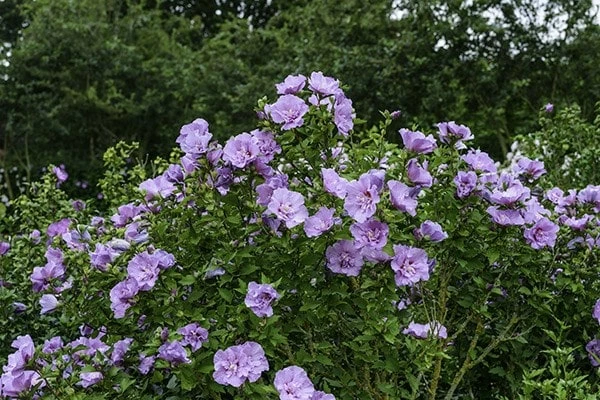 Hibiscus Syriacus Lavender Chiffon ('Notwoodone') (PBR) (Chiffon Series) 4 Hibiscus Syriacus Lavender Chiffon ('Notwoodone') (PBR) (Chiffon Series) - Image 2