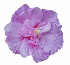 Hibiscus Syriacus Lavender Chiffon ('Notwoodone') (PBR) (Chiffon Series) 13 Hibiscus Syriacus Lavender Chiffon ('Notwoodone') (PBR) (Chiffon Series) -plant store pl2000024738 card6 lg