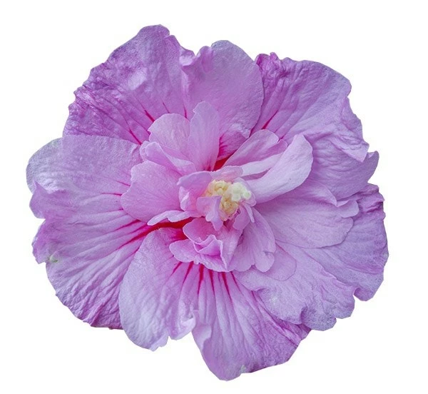 Hibiscus Syriacus Lavender Chiffon ('Notwoodone') (PBR) (Chiffon Series) 8 Hibiscus Syriacus Lavender Chiffon ('Notwoodone') (PBR) (Chiffon Series) - Image 6