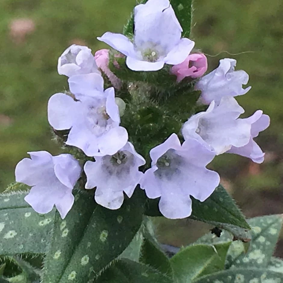Pulmonaria Opal ('Ocupol') 3 Pulmonaria Opal ('Ocupol')