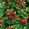 Strawberry Climbing 'Mount Everest' 1 Strawberry Climbing 'Mount Everest' -plant store pl2000024791