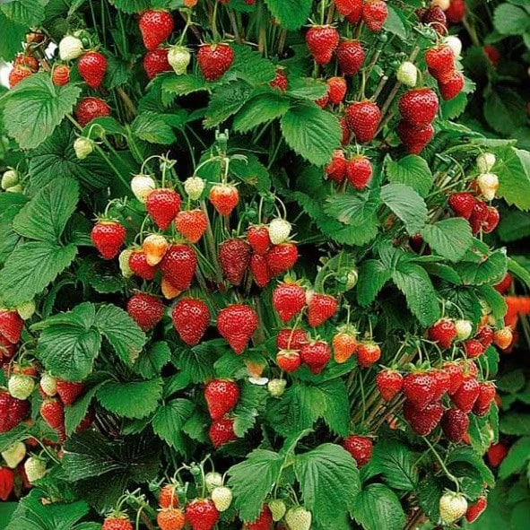 Strawberry Climbing 'Mount Everest' 3 Strawberry Climbing 'Mount Everest'